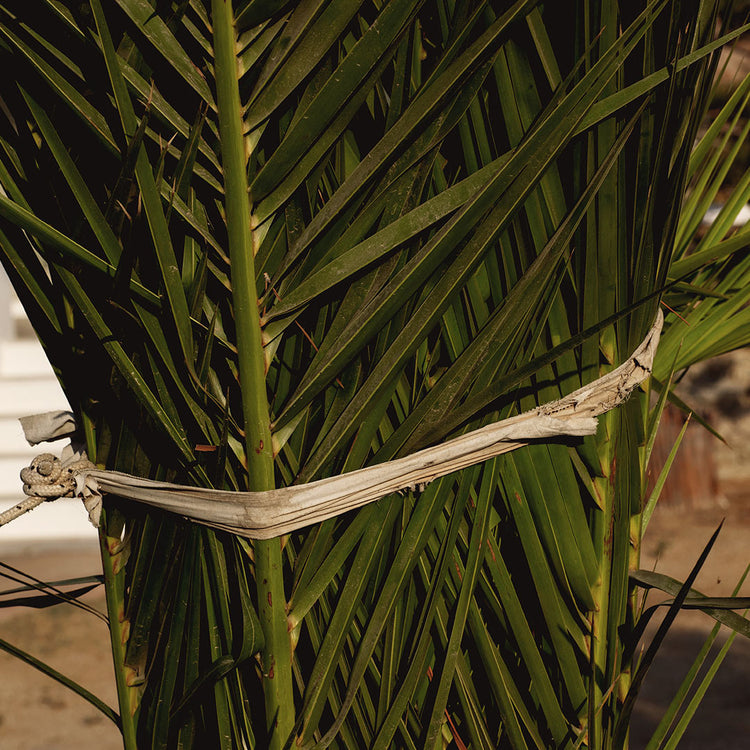 The Benefits of Bamboo Extract for Hair