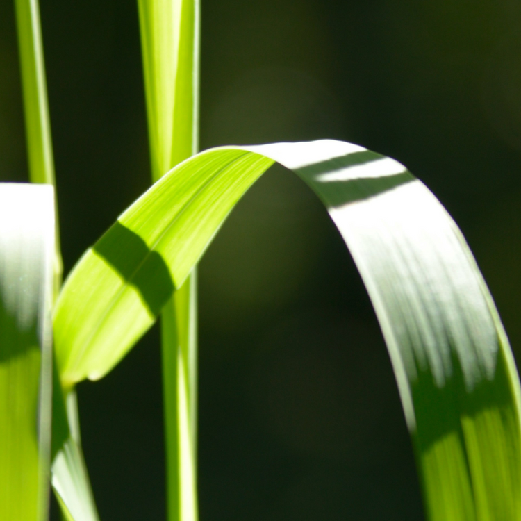 The Benefits of Bamboo Extract for Hair