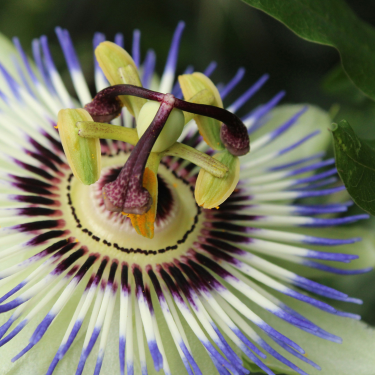 Benefits of Passionflower Extract on Hair