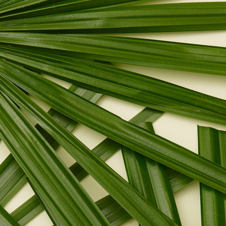The Benefits of Saw Palmetto on Scalp and Hair