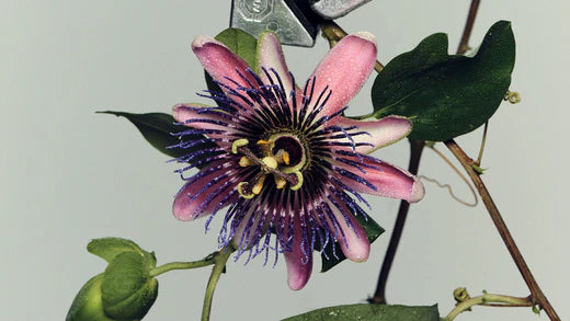 Benefits of Passionflower Extract on Hair