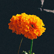 Marigold